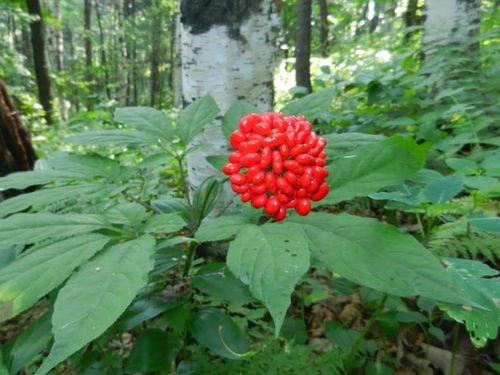 通化人參產(chǎn)業(yè)上半年綜合產(chǎn)值突破200億元，西洋參成重要增長(zhǎng)點(diǎn)