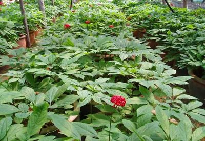 【致富經(jīng)】誰(shuí)說(shuō)農(nóng)業(yè)不賺錢?這3個(gè)種植新玩法值得試試,成本少收入還高!