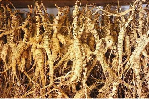 長(zhǎng)白山黑參 五載沉淀，鮮食營(yíng)養(yǎng)三倍于干品