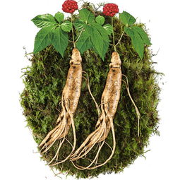 老谷頭鮮人參泡酒 品味東北吉林的滋補(bǔ)珍品