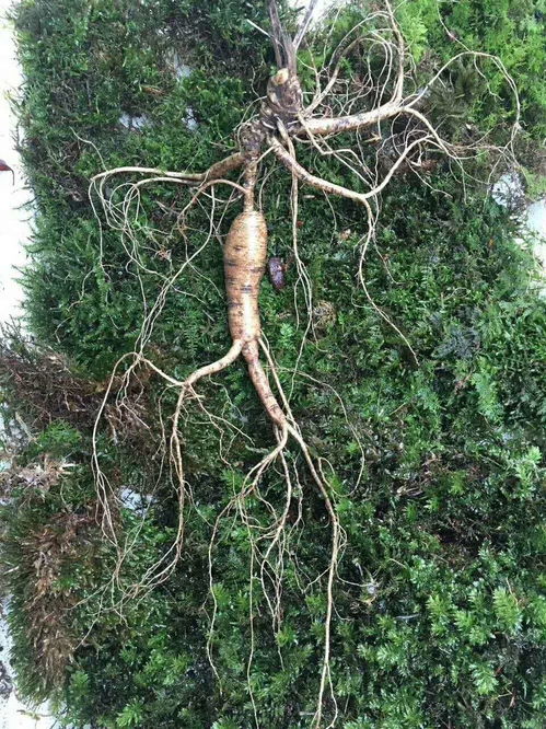 從“永失我愛(ài)”到生命之根 癌癥陰影下的人參種植與健康反思