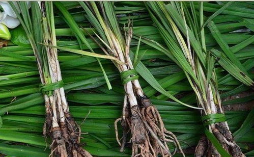 農家寶藥 婆羅門參，媲美西洋參的養生佳品