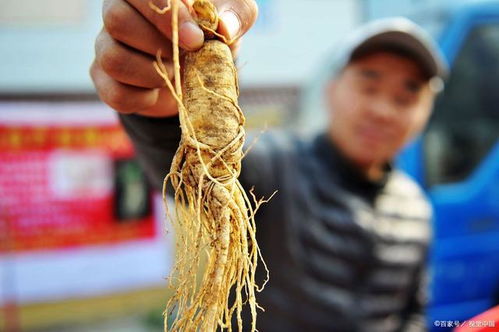 從“參王”到巨虧 一場關于人參種植的產業浮沉錄